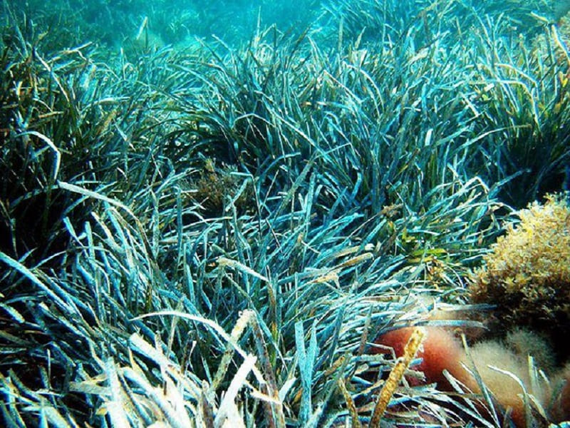 Il polmone blu: alla scoperta della Posidonia oceanica al MuMAB