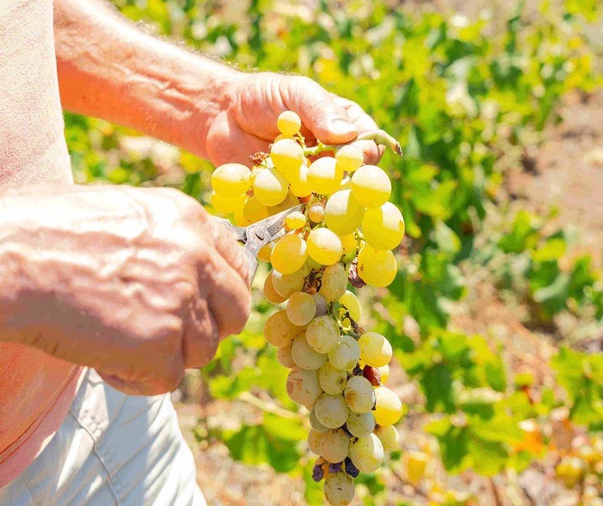Ultima settimana di vendemmia a Pantelleria: l'eccellente qualità delle uve compensa il calo di produzione