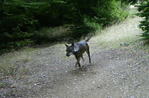 Proseguono le attività del progetto 'WOLFNExT' per il monitoraggio del lupo nel Parco Nazionale dell'Aspromonte