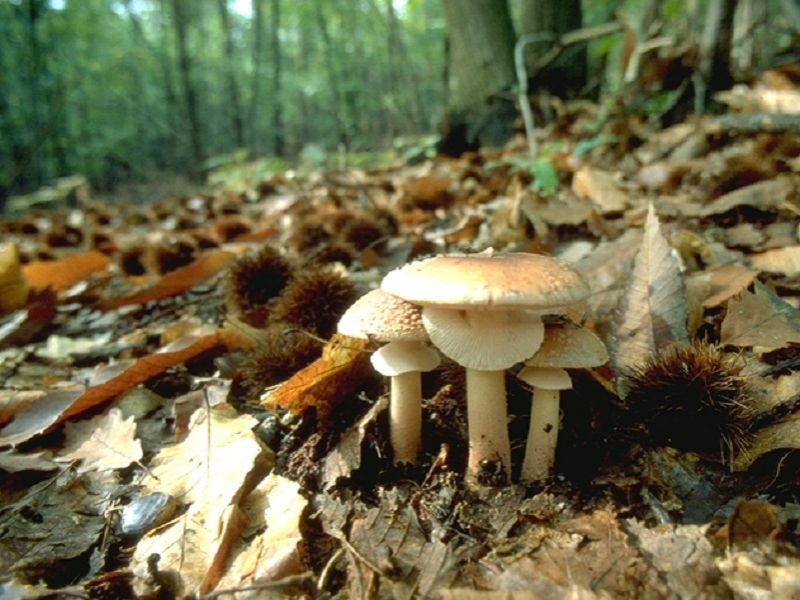 Lo straordinario mondo dei funghi al Parco Boschi di Carrega