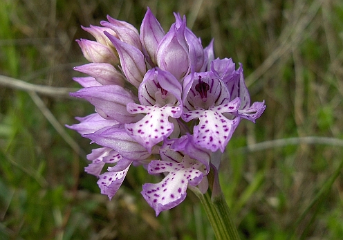 Orchis tridentata (Foto di Simona Zaghi)