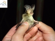Progetto per la conservazione della Biodiversità  I Pipistrelli dell’Aspromonte            