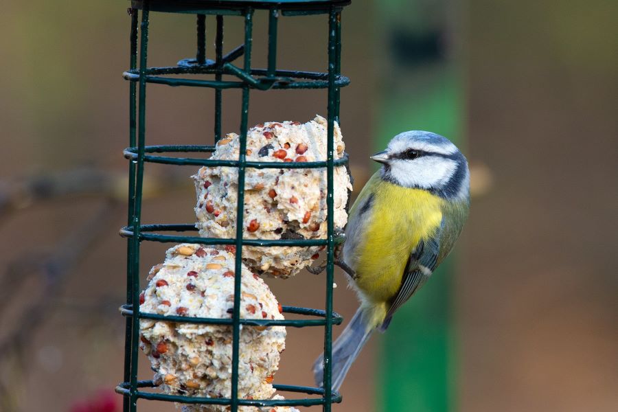 Mangiatoie per uccelli