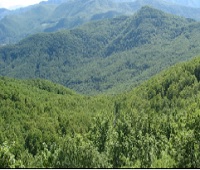ASTA PUBBLICA Piano di Assestamento Forestale della Foresta Regionale di Gallipoli Cognato – Comune di Accettura Particella forestale 90 e 120