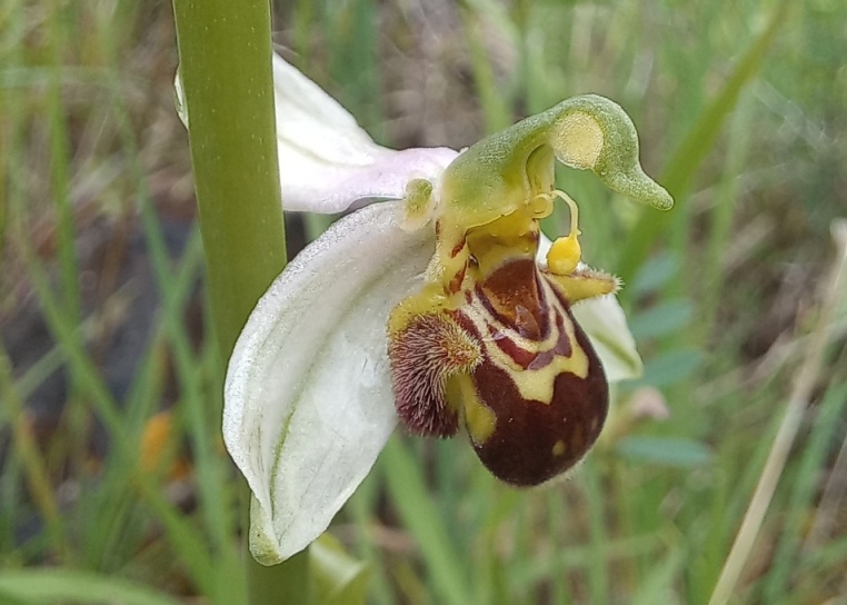 Ophrys apifera a Castagneto Po (Foto di Paola Palazzolo)