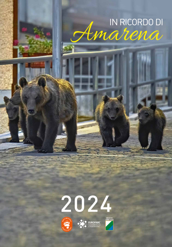 Un an avec le Parc Sirente Velino, le calendrier 2024 dédié à l'ourse Amarena