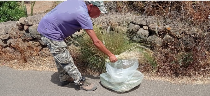 Pennisetum setaceum: urgente l'eliminazione della specie invasiva a Pantelleria