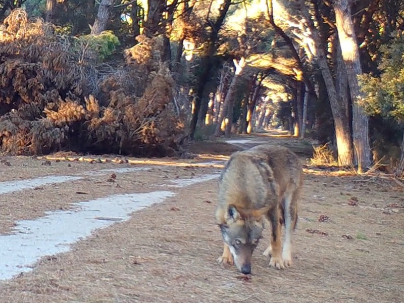 Bani: «A San Rossore i lupi stanno riportando l'ecosistema all'equilibrio naturale»