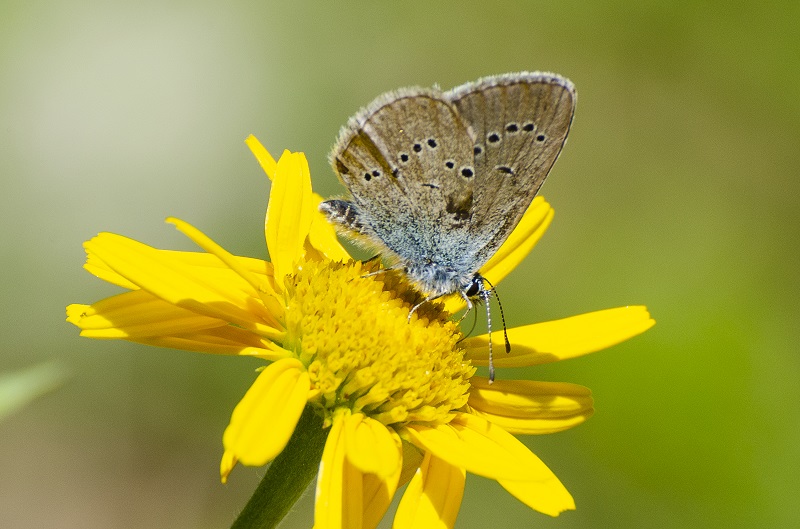 IncontrALI: gli esperti italiani di farfalle si riuniscono al Parco Nazionale Dolomiti Bellunesi