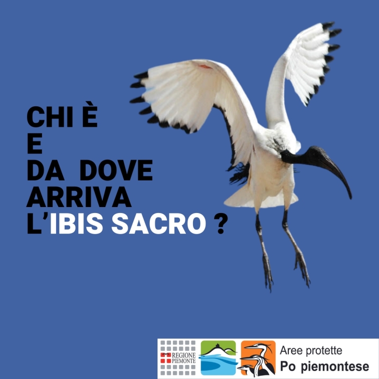 L'ibis sacro