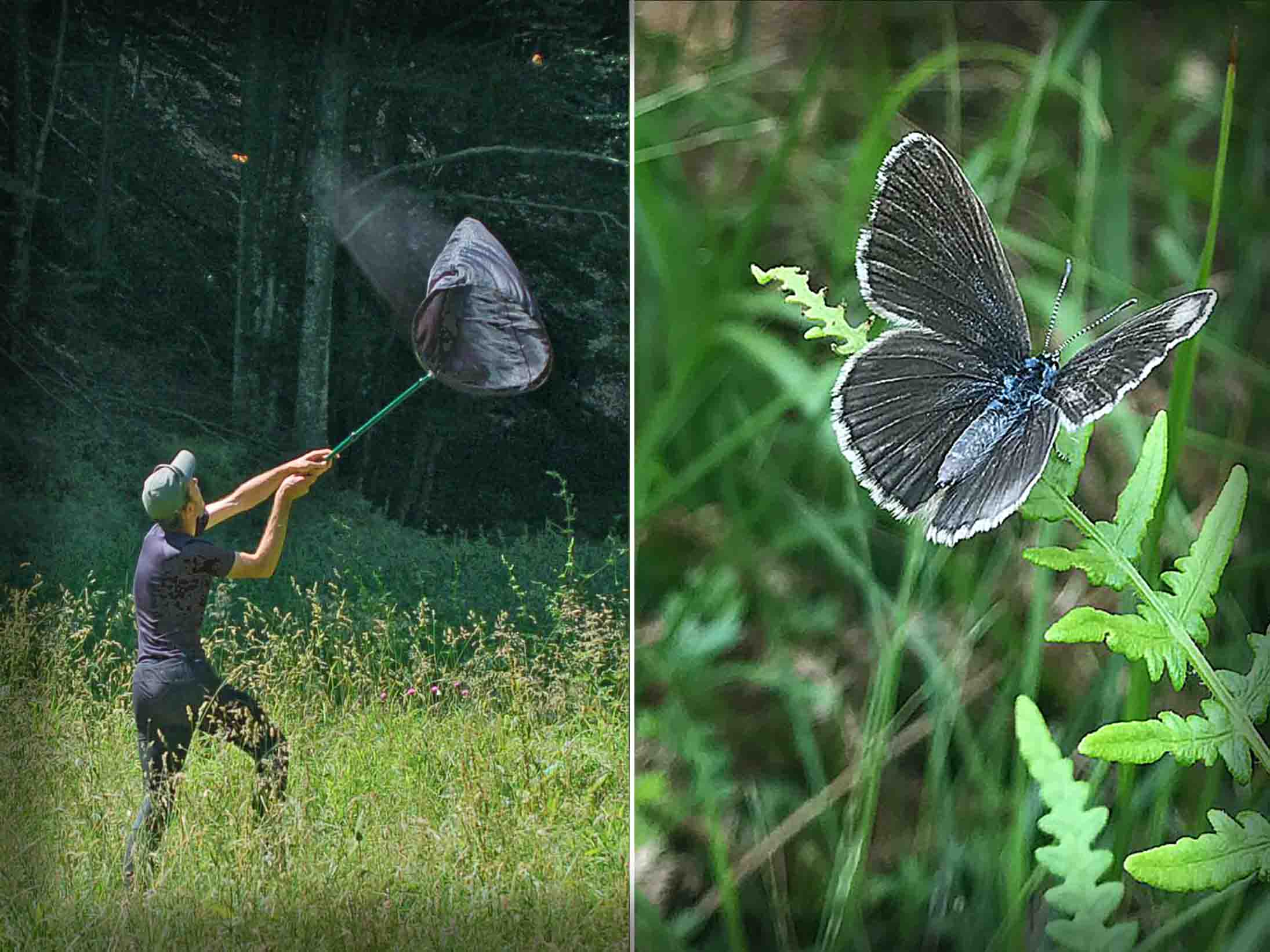 Due incontri straordinari sulle farfalle nel Parco