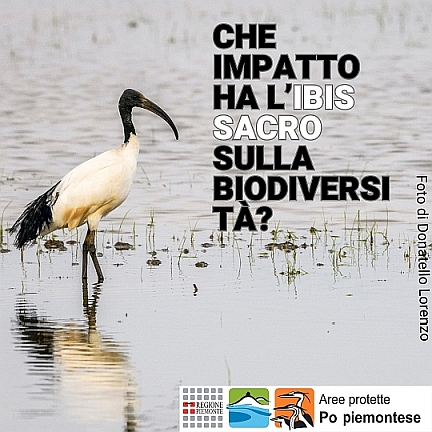 L'ibis sacro ed il suo impatto con la biodiversità