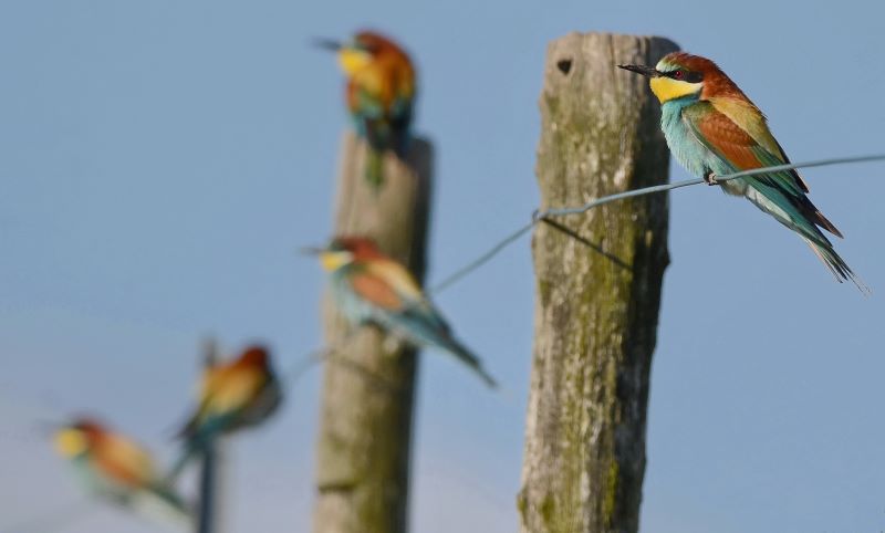 Birdwatching nel Parco del Beigua: gli appuntamenti primaverili al Centro Ornitologico