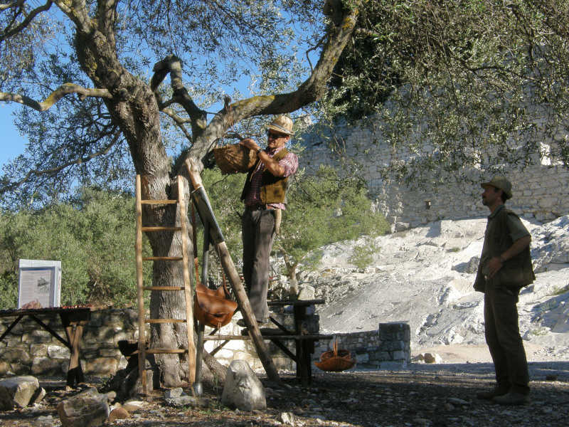 Parchi Val di Cornia SpA e Istituto Professionale per l’agricoltura e lo sviluppo rurale insieme in un progetto di recupero dell’antica oliveta del Parco archeominerario di San Silvestro