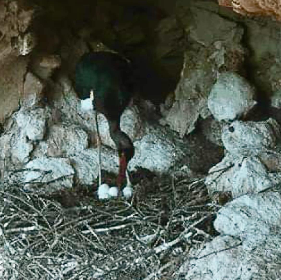Ma che bella la cicogna nera del Parco Gallipoli Cognato con le sue 4 uova!!! 