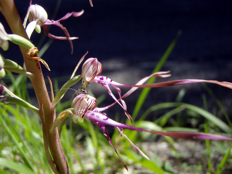 Himantoglossum hircinum adriaticum - Ph. Ivano Fabbri