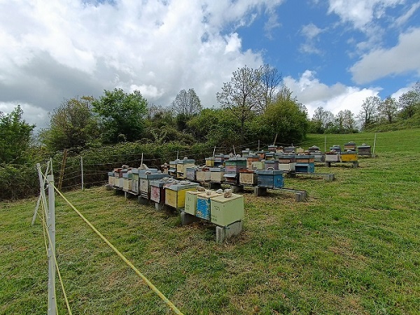 Resi noti i risultati del monitoraggio ambientale, tramite le analisi del miele