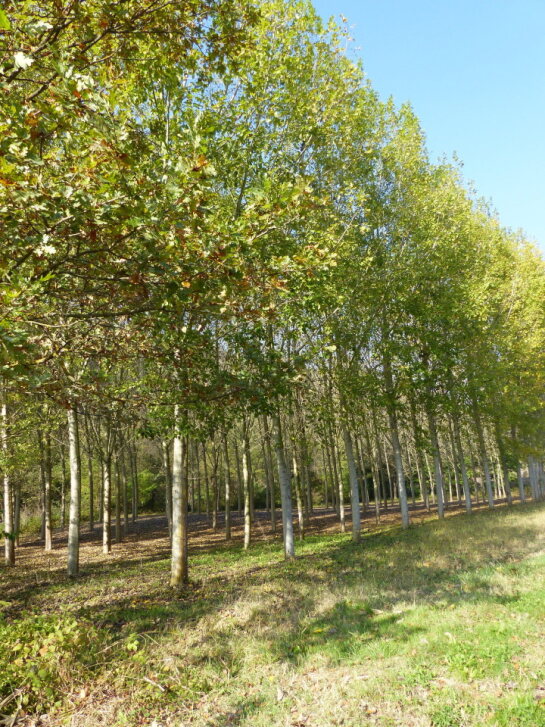Agroforestazione in Piemonte: opportunità dal progetto 'MRV4SOC'