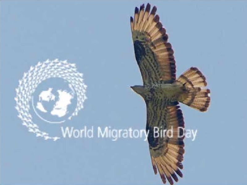 World Migratory Bird Day sabato 11 maggio
