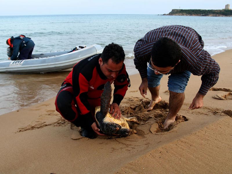 Tornano in mare 5 esemplari di tartaruga caretta caretta
