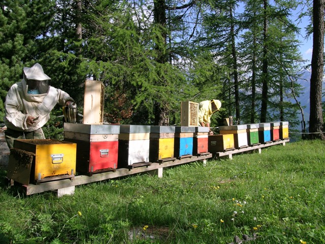 apicoltura nel Parco