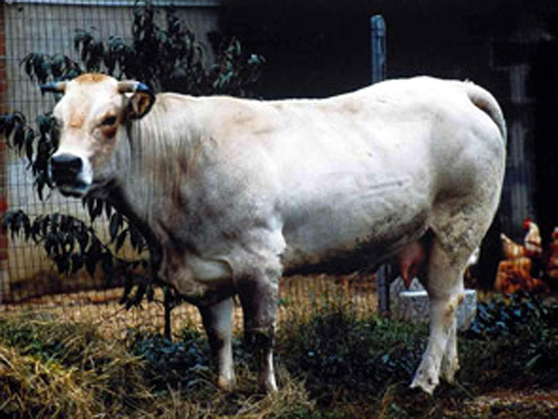 Piemontese Cattle