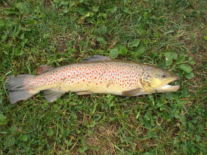 Brown trout (Salmo Trutta Fario)