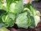 Settimo Torinese Savoy Cabbage