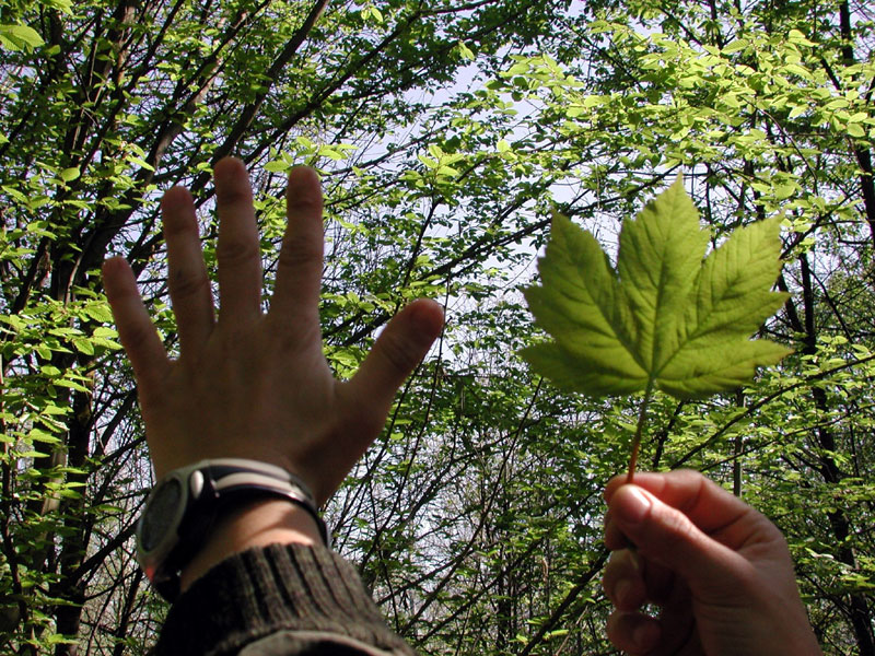 The hand and the leaf
