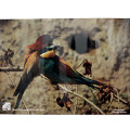 Poster Bee-eaters