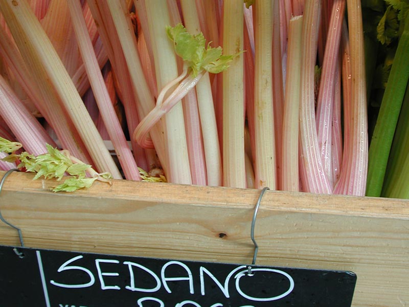 Orbassano Red Celery