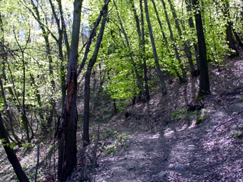 Tetti Ronchi Trail