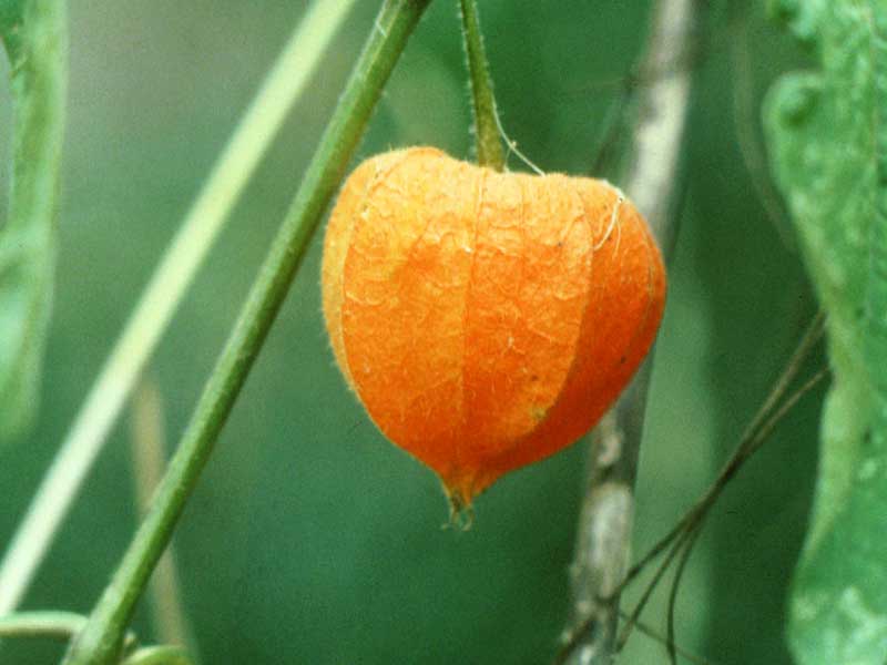 Percorso Arancione