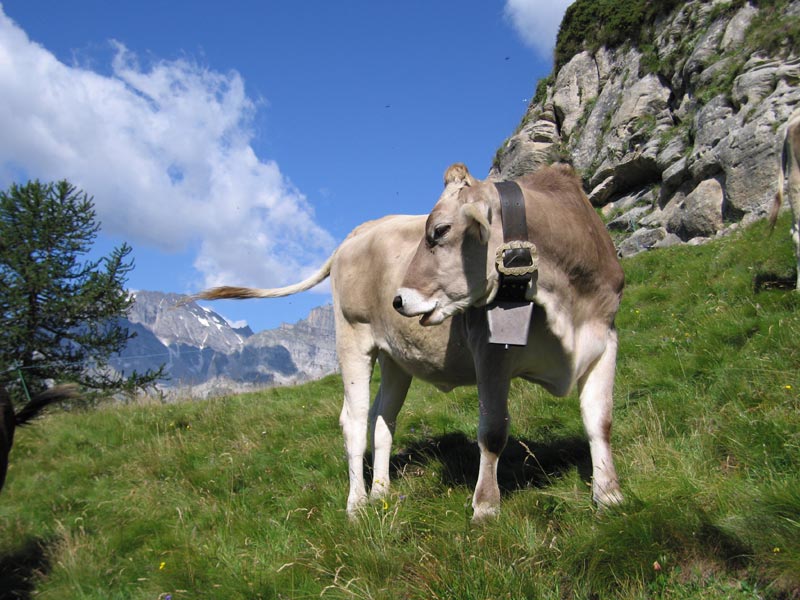 Cow Alpe Sangiatto