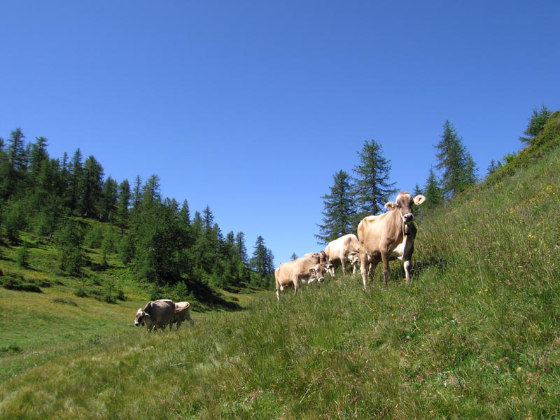Kühe auf der Weide im Devero Alp