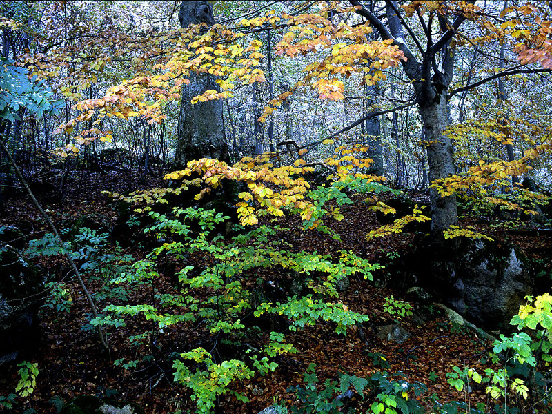 Wald von Buchen im Herbst