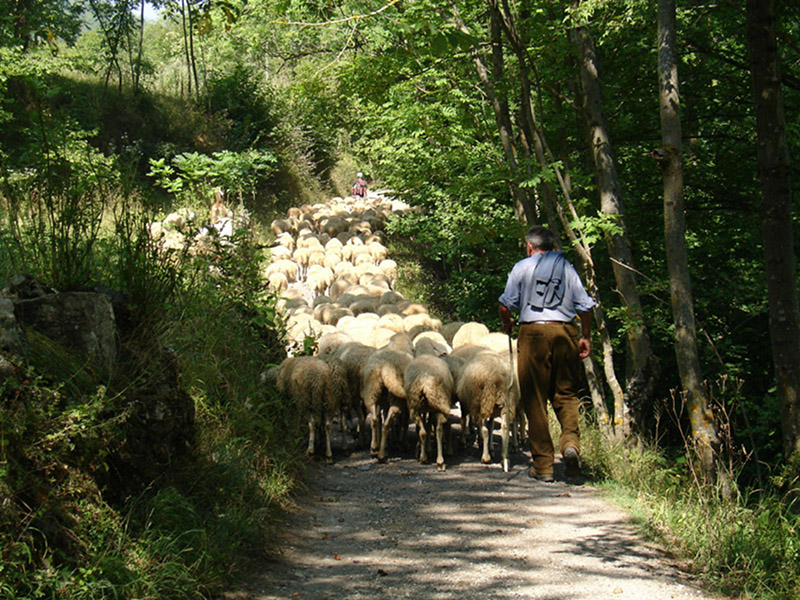 Sheep along the road of Burga (Entracque)