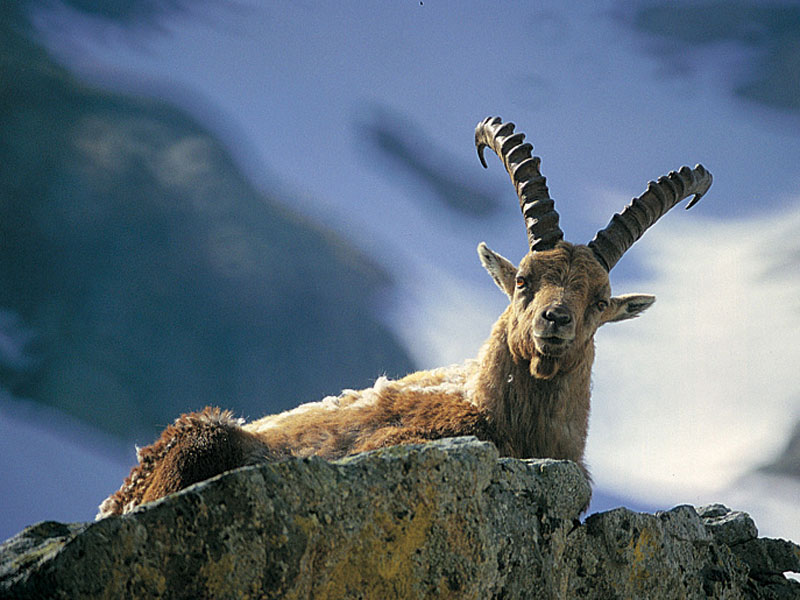 Male wild ibex