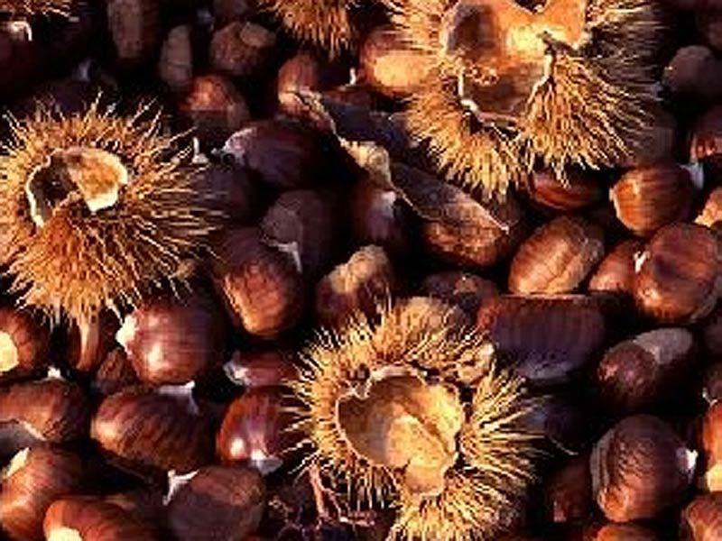 Chestnuts of Iseo Lake Hill