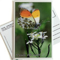 Postkarte des Parco dell'Aveto - Il Giardino delle farfalle (Der Garten der Schmetterlinge)