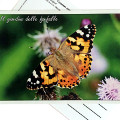 Cartolina del Parco dell'Aveto - Il Giardino delle farfalle "Vanessa del cardo"