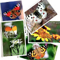 The Aveto Park Postcards - "The Butterfly Garden" - complete set