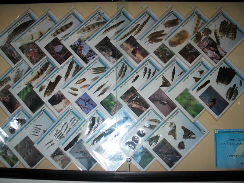 Didactic Feather Collection - Ornithological and Environmental Education Center - Loc. Vaccà