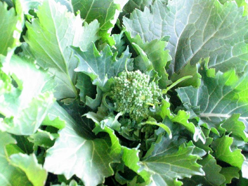 Anguillara Small Broccoli