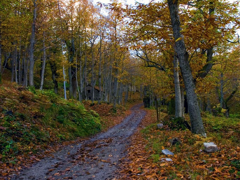 Autumn chestnut grove in Val Bratica