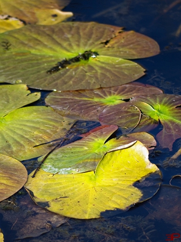 Water lily in autumn