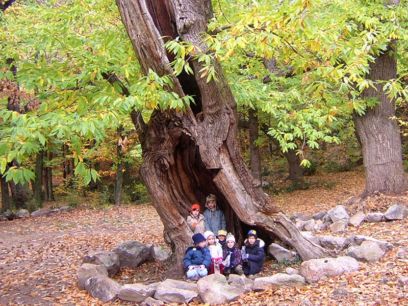 Centuries-old chestnut tree on Mt. Venda