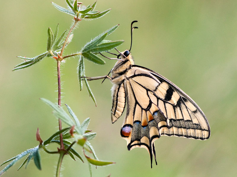 Papilio machao - Macaone (foto Nicola Milani)
