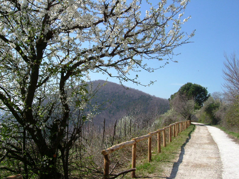 View of Mt. Vendevolo from the Trail of Mt. Venda