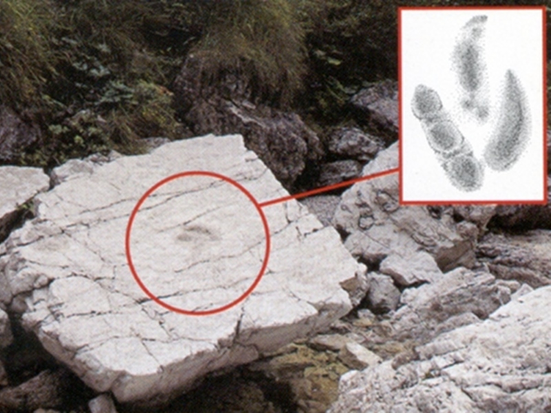 Triassic park – Impronte fossili di dinosauro